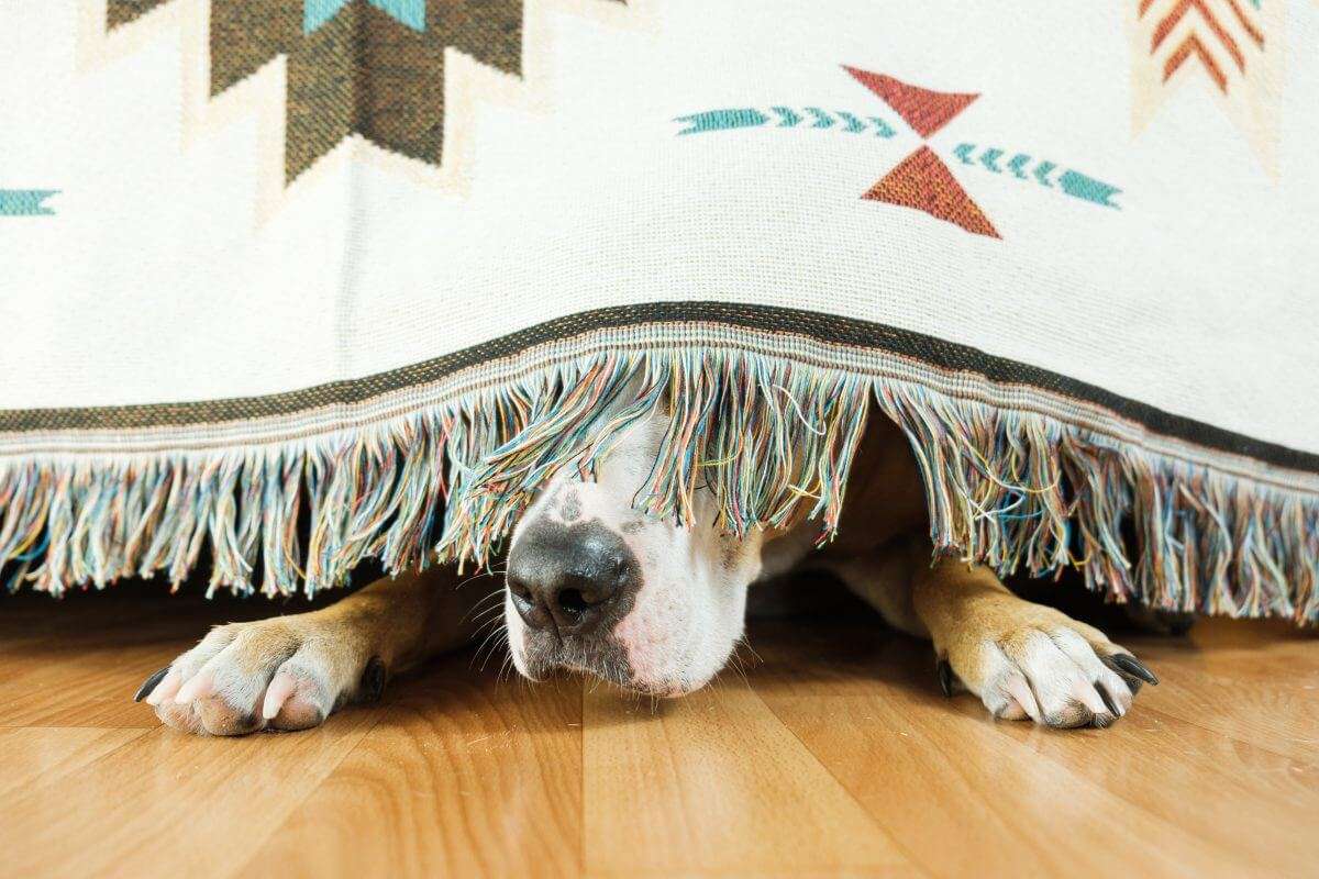 ¿Cuáles son los problemas de comportamiento más frecuentes en perros?