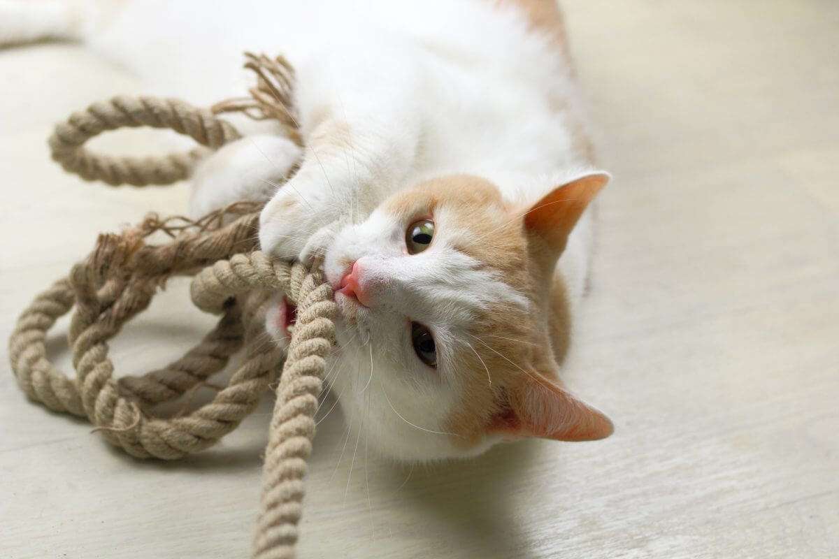 ¿Cuáles son los problemas de comportamiento más frecuentes en gatos?