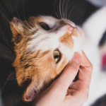 Gato