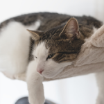 Gato 2