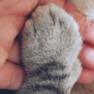 Pata de gato