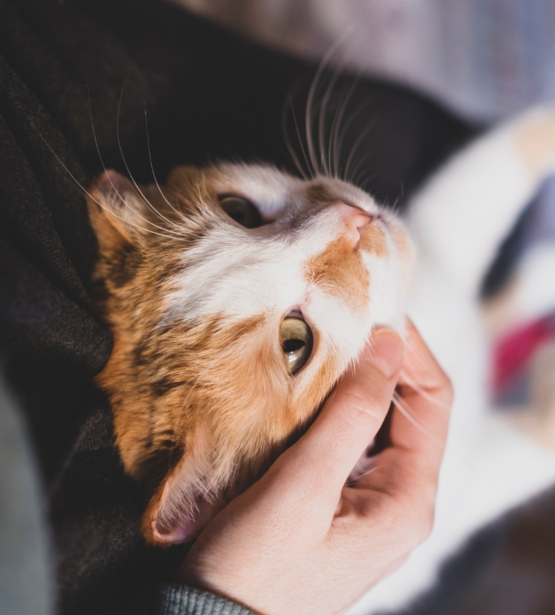 foto gato marron y blanco