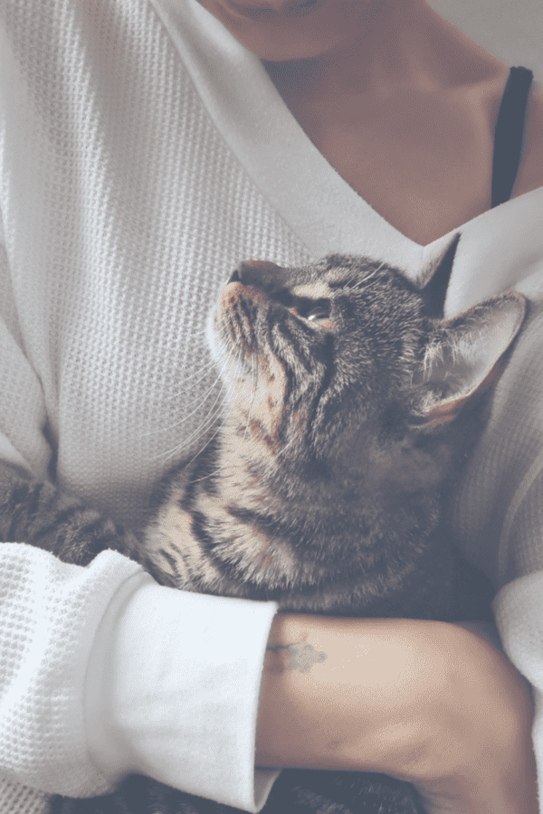 programa esencia felina